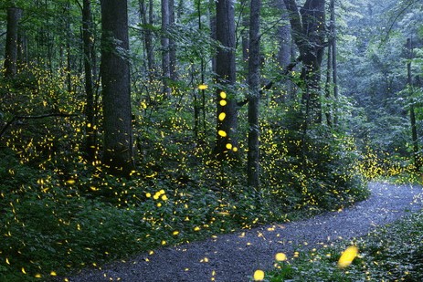 Fireflies in the forest